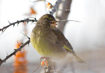 Greenfinch on the branch of Sea buckthorn