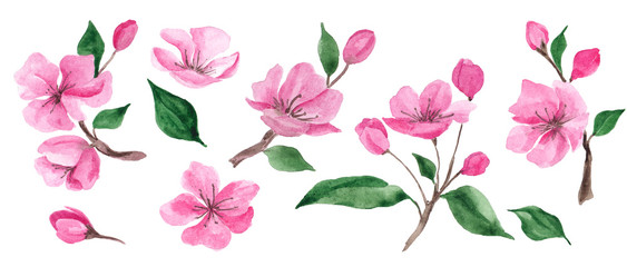 Watercolor illustration with spring cherry flowers