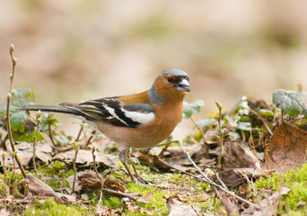 Common chaffinch on the ground 