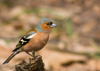 Common Chaffinch on the stump