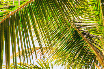 Texture of Green Leaf of Palm Tree for Natural Abstract Background.