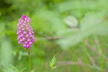 Orchidée sauvage rose en forme de pyramide. Fleur des bois du Sud de la France au printemps.