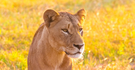  African Lion in a South African Game Reserve