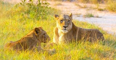  African Lion in a South African Game Reserve