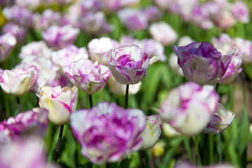 Obraz na płótnie Canvas Beautiful bouquet of pink Tulips