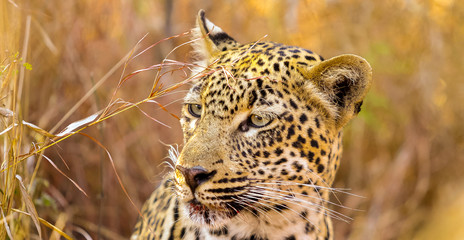 Close up of an African Leopard hiding in long grass.
