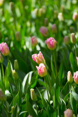 Beautiful bouquet of pink Tulips