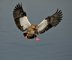 Egyptian goose