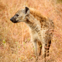 African Spotted Hyena on a South African Safari