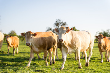 Vache en train de marcher dans un champ sous le soleil