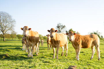 Vache en train de marcher dans un champ sous le soleil