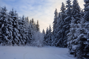 Fir trees in the snowdrifts. Lawn and forests. Trail in the snow. Winter cold evening. Snowy background.