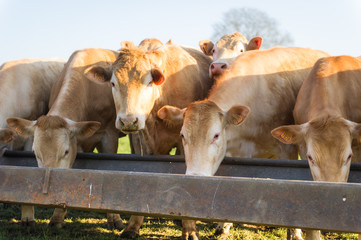 Des vaches mangent dans une mangeoire dans un près sous le soleil