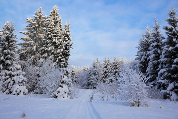 Winter forest in snow