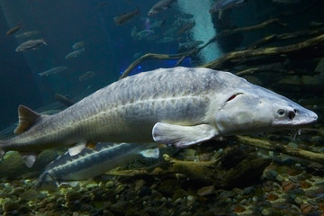 A big Short nose sturgeon