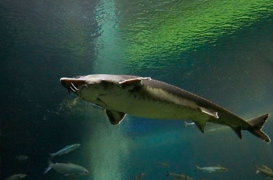 Acipenseridae Bilder Durchsuchen 27,571 Archivfotos,