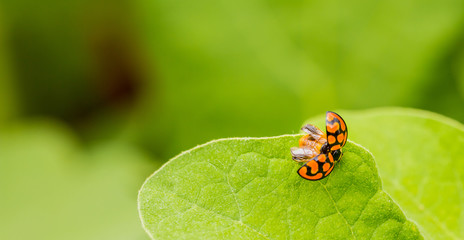 Orange Ladybug close up on a green leaf