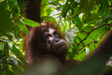 Female Orang Utan, Jungle, Borneo, Malaysia
