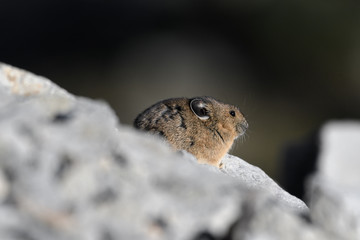 American Pika enjoying autumn sun near Artist Point in Mount Baker-Snoqualmie National Forest, Washington