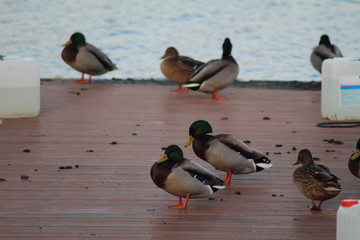 Ducks on the river 