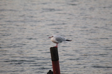 Alone Bird at sunset 