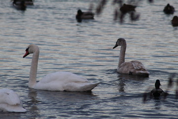 swans on the river 