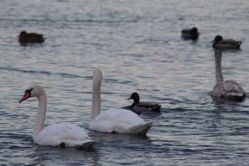 swans 