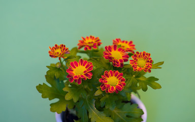 chrysantheme
