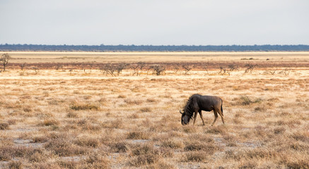 wildebeest in Namibia