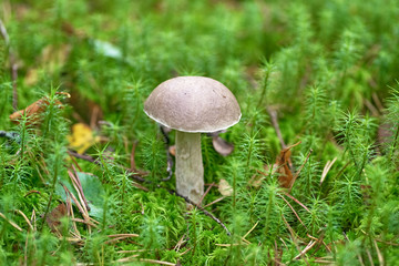 Beautiful mushroom on a background of moss and grass in an autumn forest