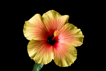 hibiskus © Mario Wolff
