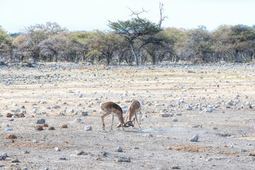 impala in namibia