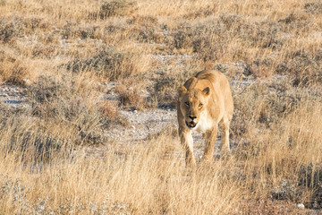 lioness in etosha in Namibia