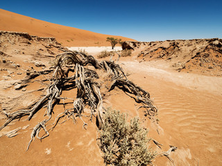 Dead Camelthorn Trees against red dunes and blue sky in Deadvlei, Sossusvlei. Namib-Naukluft National Park, Namibia, Africa