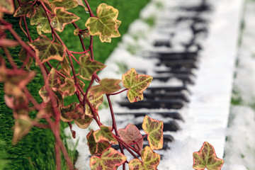 Piano keys, in the snow in open territory, winter music