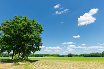 Gruppe Stieleichen in einem Feld
