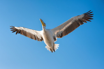 white pelican in Namibia