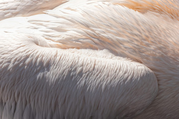 plumage of pelican