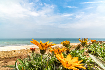 Colorful flowerbed on the beach.