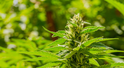 Cannabis Home Grown Medical Marijuana on a sunny day