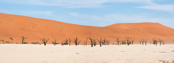 Dead trees in naukluft park in Namibia