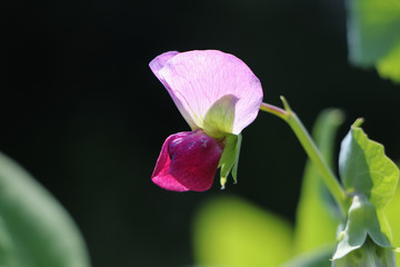 Erbsenblüte