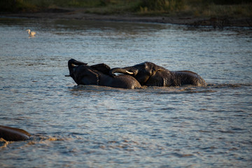 Elephant swimming in a waterhole