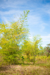 Green ba,boo plants on blue sky background.