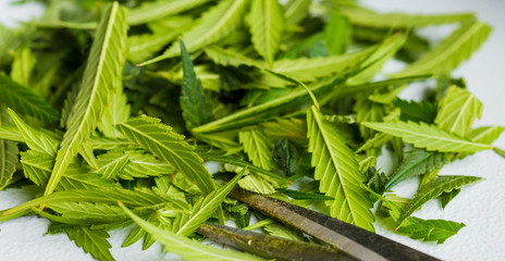 Macro close up of a Cannabis Medical Marijuana plant with focus on the clipped leaves during harvesting