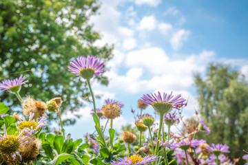 Lilac daisies in beautiful sunlight.