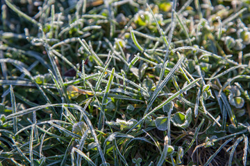 Background from a green grass covered with hoarfrost. Frosty meadow, leaves frozen