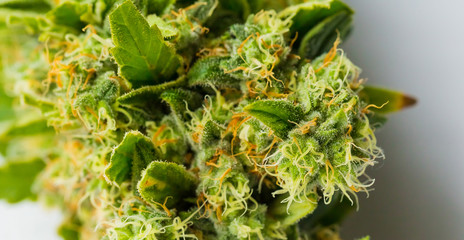 Macro close up of a Cannabis Medical Marijuana plant with focus on the resinous flower
