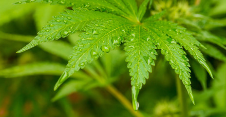 Cannabis Home Grown Medical Marijuana Leaf