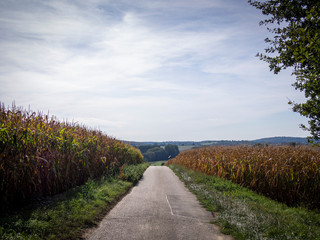 Fototapeta na wymiar Road between grain fields on hills in autumn sun in south Germany